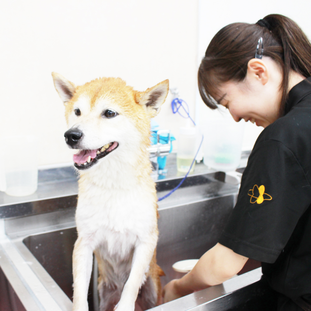 ２年生、お客様犬のトリミング☆